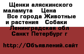 Щенки аляскинского маламута  › Цена ­ 15 000 - Все города Животные и растения » Собаки   . Ленинградская обл.,Санкт-Петербург г.